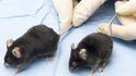 Laboratorní myši při pokusu s reakcí na chlad