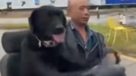 Labrador se proháněl rušnou silnící ve skútru.