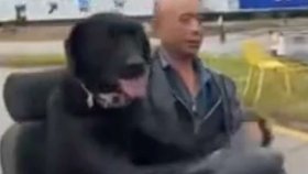Labrador se proháněl rušnou silnící ve skútru.