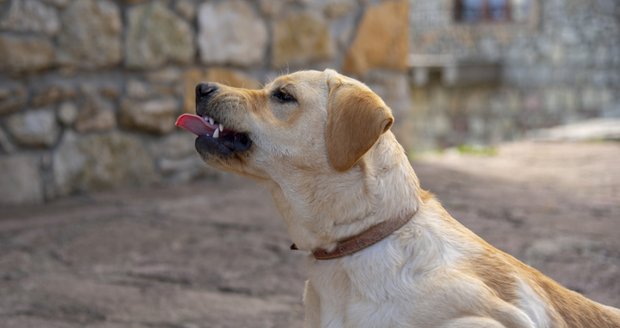 Labrador žárlil na dvojčátka (†26 dní) své paničky: Roztrhal je přímo v postýlce