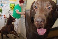 Smutné labradorce odstranili nádory: Už má nového páníčka