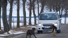 Zbylí dva psí kamarádi k tělu usmrceného parťáka odmítali pustit i projíždějící auta