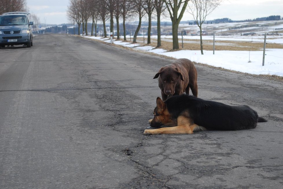 Zoufalá fenka labradora nechápala co se děje s dalším jejím kamarádem