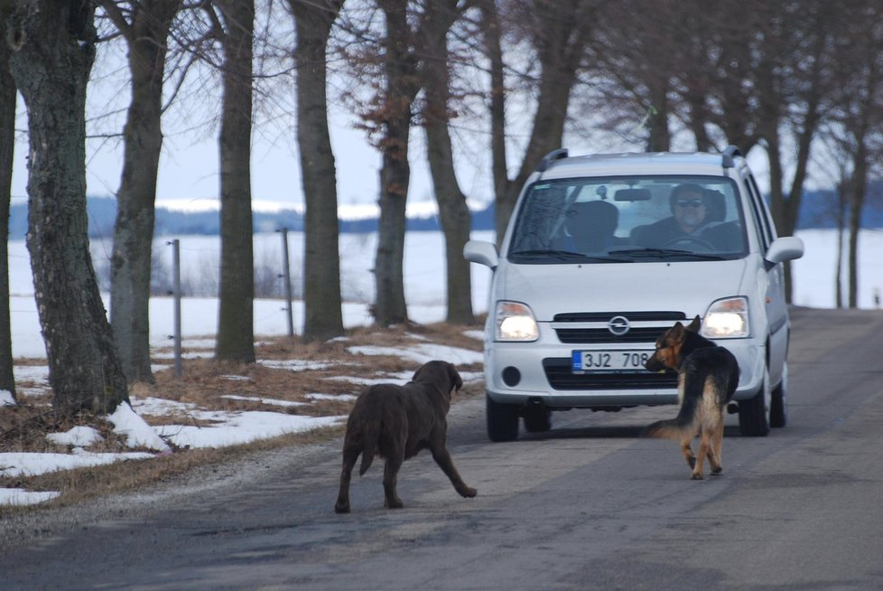 Zbylí dva psí kamarádi k tělu usmrceného parťáka odmítali pustit i projíždějící auta