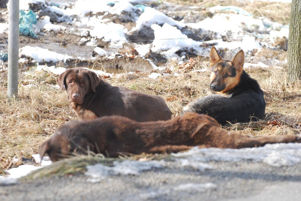 Labradorka s německým ovčákem hlídali svého psího kamaráda.