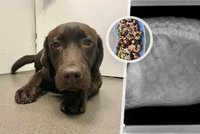 Veterináři zachraňovali štěně labradora: Ozzy sežral půl kýble švestek