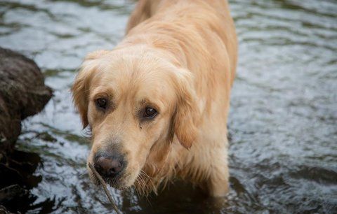 Psí hrdinka: Labradorka zachránila život paničce, která ji chtěla utopit!