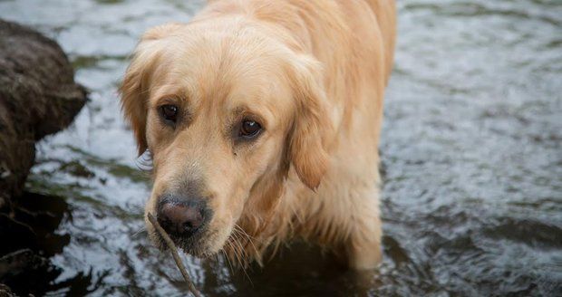 Psí hrdinka: Labradorka zachránila život paničce, která ji chtěla utopit!