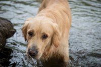 Psí hrdinka: Labradorka zachránila život paničce, která ji chtěla utopit!