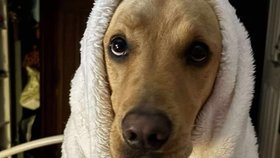 Labrador Stanley objevil na zahradě lahvičku od jedu z roku 1865