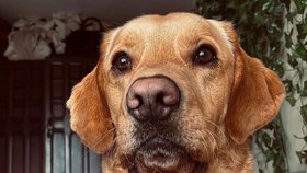 Labrador Stanley objevil na zahradě lahvičku od jedu z roku 1865