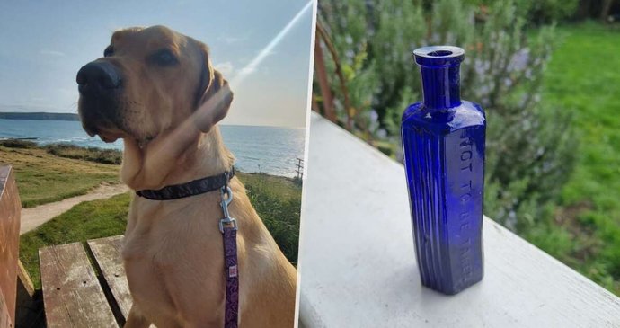 Labrador Stanley objevil na zahradě lahvičku od jedu z roku 1865