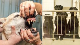 Labradorům vytrhali kvůli experimentu zuby. Teď mají zemřít, lidé protestují