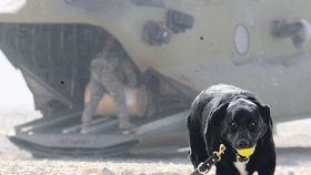 Statečná labradorka Sabi strávila v afghánské poušti 14 měsíců.