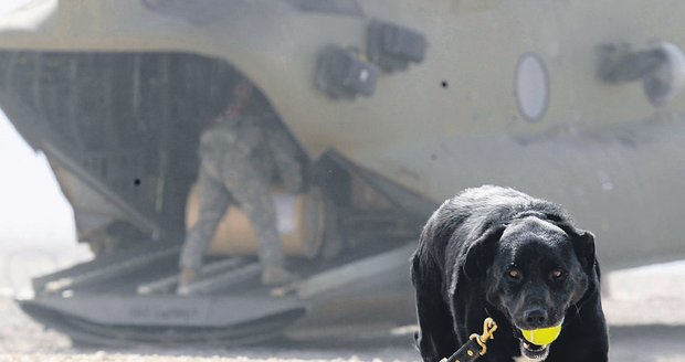 Statečná labradorka Sabi strávila v afghánské poušti 14 měsíců.