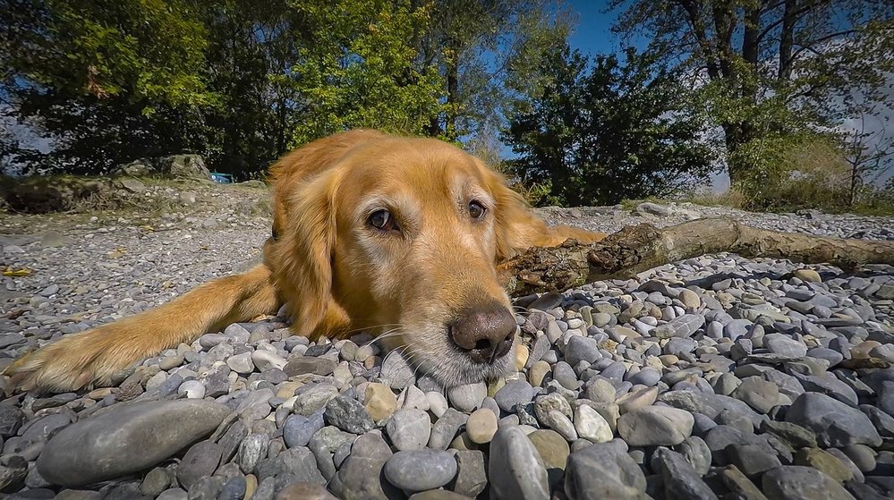 Labradorský retrívr je záchranář, pomocník a věrný přítel