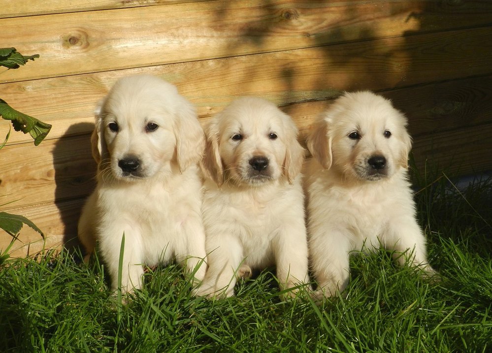 Labradorský retrívr je záchranář, pomocník a věrný přítel