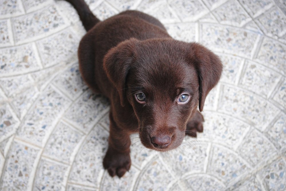 Labradorský retrívr je záchranář, pomocník a věrný přítel