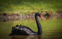 Fotografka zvěčnila exotiku u Slaného: Rybník zdobí černá labuť!