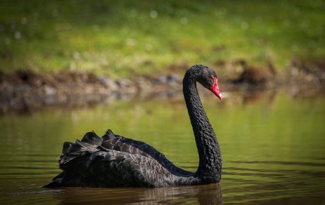Labut Cerna Fotografka zvěčnila exotiku u Slaného: Rybník zdobí černá labuť ...