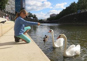 Na řece Radbuze u centra Plzně se labuť bez křídla usadila a našla si i stejně postiženého partnera.