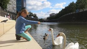 Na řece Radbuze u centra Plzně se labuť bez křídla usadila a našla si i stejně postiženého partnera.