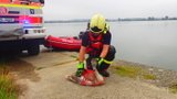 Další zásah u labutí rodinky: Po samci, který spolkl háček, hasiči pomáhali zraněnému mláděti