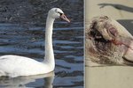Mladá labuť z Rokycanska se sama zotavila z vážného zranění hlavy, úraz připomíná jen deformovaná lebka.