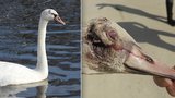 Zázračné uzdravení: Mladá labuť z Rokycanska se vykřesala z děsivého zranění hlavy