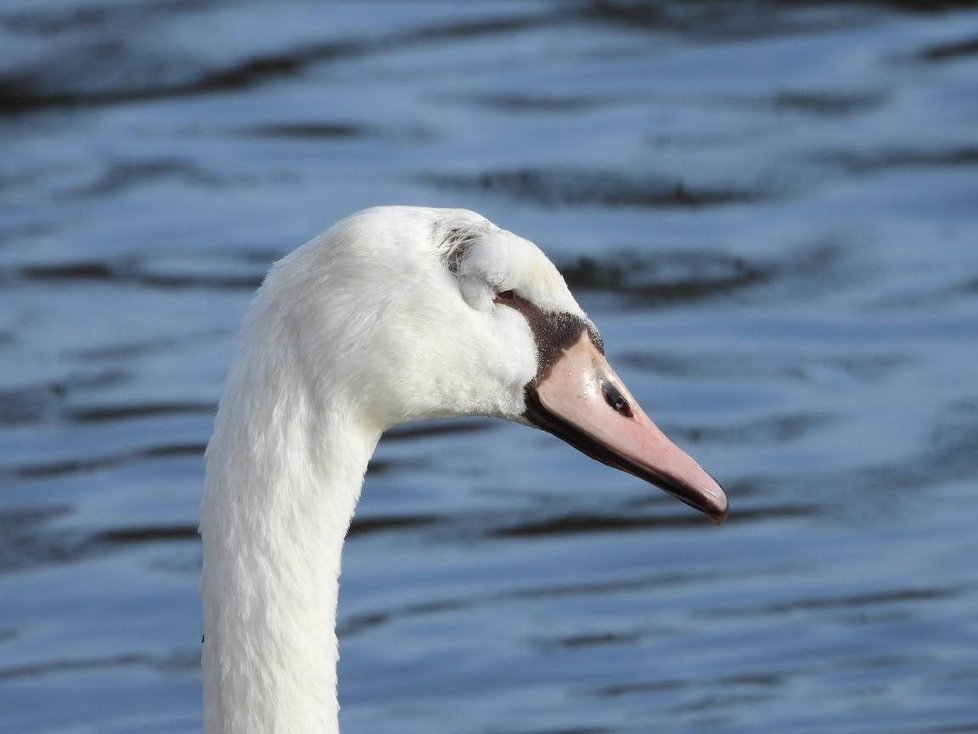 Mladá labuť z Rokycanska se sama zotavila z vážného zranění hlavy, úraz připomíná jen deformovaná lebka.