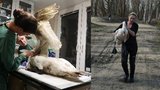Labuť trpěla se zlomeným křídlem: Po amputaci se zotavuje v záchranné stanici