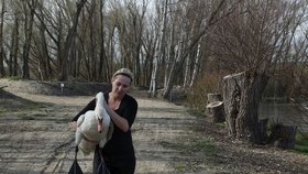 Ochránci odchytili na rybníku u Blatnic na Plzeňsku zraněnou labuť. Ta se po amputaci zlomeného křídla zotaví v plzeňské záchranné stanici.