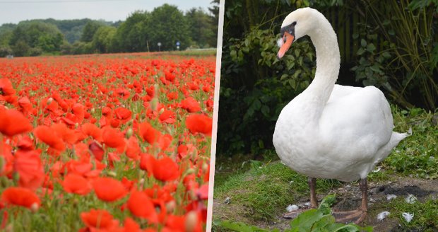 Slovenský zemědělec v nesnázích: Labutě mu požírají mák, zdrogované pak nemohou odletět