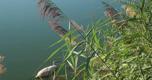 Uhynulé mládě labutě na hladině Seneckého rybníka.