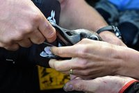 Labutí mládě téměř uhynulo: Polklo rybářský vlasec, zvířecí záchranáři mu ho tahali ze zobáku