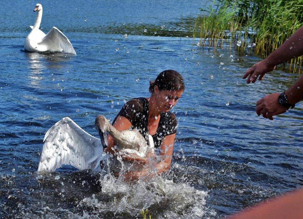 Zvířecí záchranářka Hana Makoňová odchytila labutí mládě, které mělo v krku rybářský vlasec.