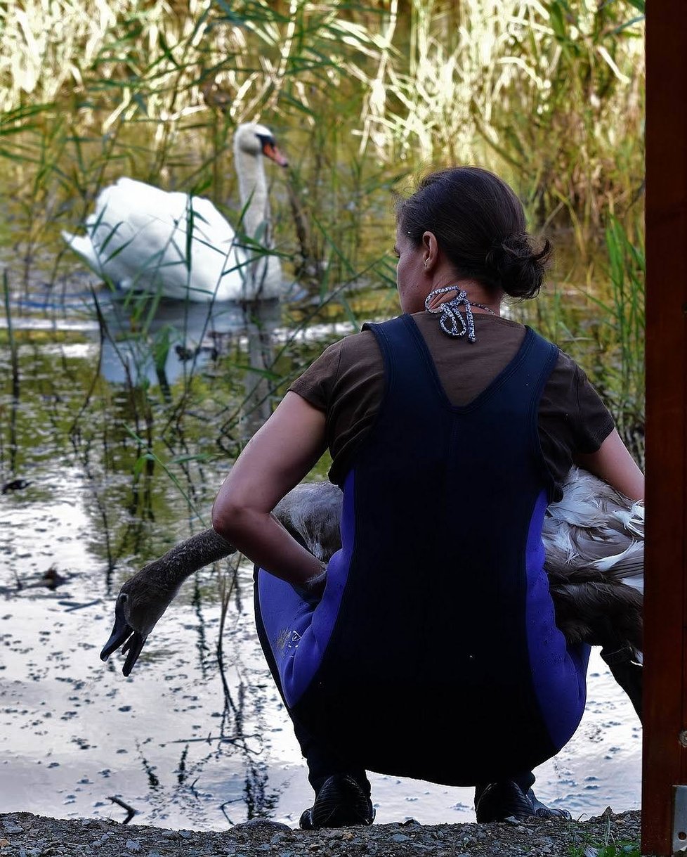 Zvířecí záchranářka Hana Makoňová vypustila ošetřenou mladou labuť zpět na svobodu.
