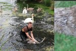 Zvířecí záchranáři pomohli mladé labuti na Sytenském rybníku, měla zabodnutý rybářský háček v hlavě.