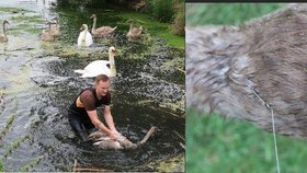 Zvířecí záchranáři pomohli mladé labuti na Sytenském rybníku, měla zabodnutý rybářský háček v hlavě.