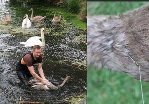 Zvířecí záchranáři pomohli mladé labuti na Sytenském rybníku, měla zabodnutý rybářský háček v hlavě.