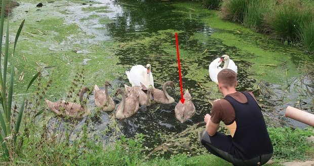 Zvířecí záchranáři pomohli mladé labuti na Sytenském rybníku, měla zabodnutý rybářský háček v hlavě.