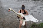 Labuťák něco tušil, tak nebyl čas obléknout se do neoprenu a zvířecí záchranářka se pro něj do studené vody vrhla ve spodním prádle.