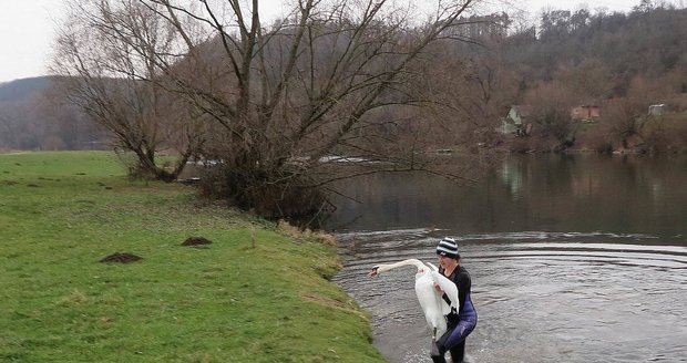 Loni 28. prosince zvířecí záchranářka se oblékla do neoprenu a skočila do vody pro labuť, která měla háček s vlascem v krku.