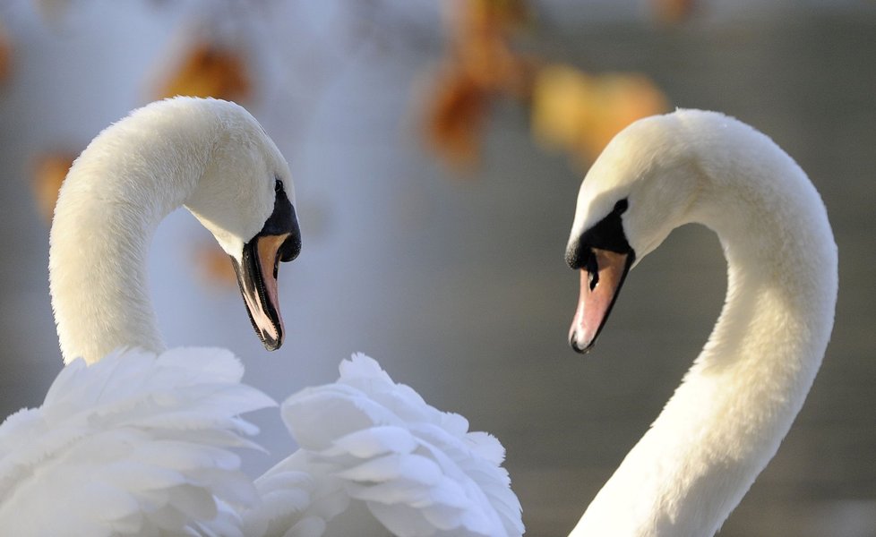 Dvě zahleděné labutě v parku St. James v Londýně