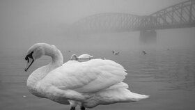 S těmito fotografiemi zvítězil v prestižní mezinárodní soutěži Fine Art Photography Awards. V kategorii zvířata ve volné přírodě nenalezl Peter Čech se svými pražskými labutěmi v mlze konkurenci.