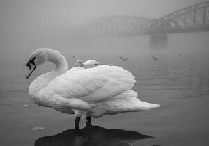 S těmito fotografiemi zvítězil v prestižní mezinárodní soutěži Fine Art Photography Awards. V kategorii zvířata ve volné přírodě nenalezl Peter Čech se svými pražskými labutěmi v mlze konkurenci.