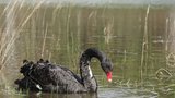 Záhada v Plzni: Na rybníku plavala černá labuť! Žije jen v Austrálii