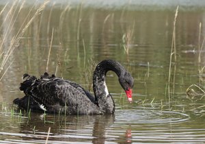 V Plzni na rybníku se objevila černá labuť. Běžně se přitom vyskytuje v Austrálii.
