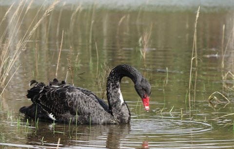 Záhada v Plzni: Na rybníku plavala černá labuť! Žije jen v Austrálii