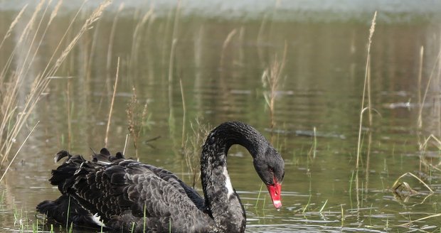 V Plzni na rybníku se objevila černá labuť. Běžně se přitom vyskytuje v Austrálii.